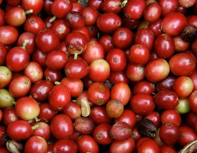 Coffee Tour Espiritu Santo